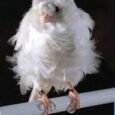 canary-white-frill-672946_192x263.jpg