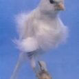 canary-white-frill-695732_195x259.jpg