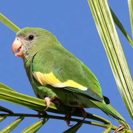 Canary-Winged Parakeet