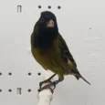 canary-x-black-siskin-hybrid-653889_768x768.webp