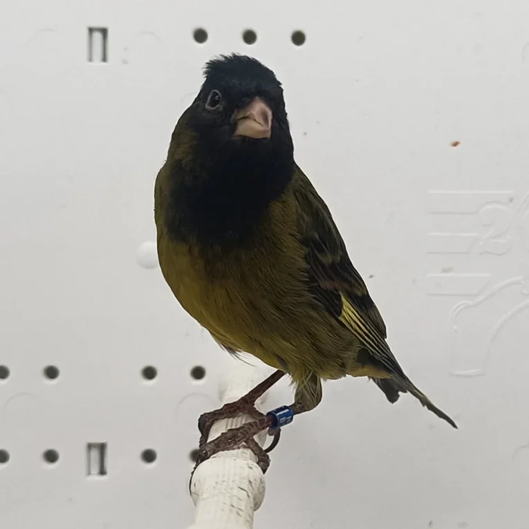 canary-x-black-siskin-hybrid-653889_768x768.webp