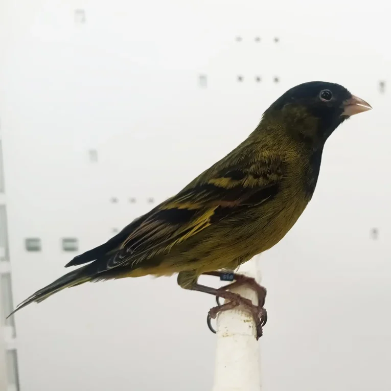canary-x-black-siskin-hybrid-785497_768x768.webp