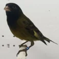 canary-x-black-siskin-hybrid-949068_768x768.webp