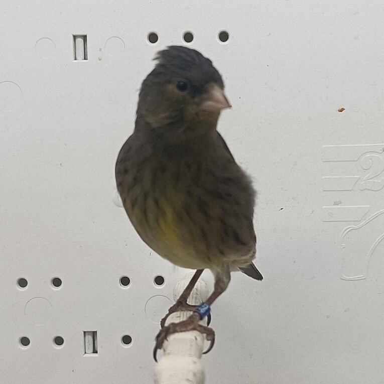 Canary x Siskin Hybrid for sale with colorful plumage