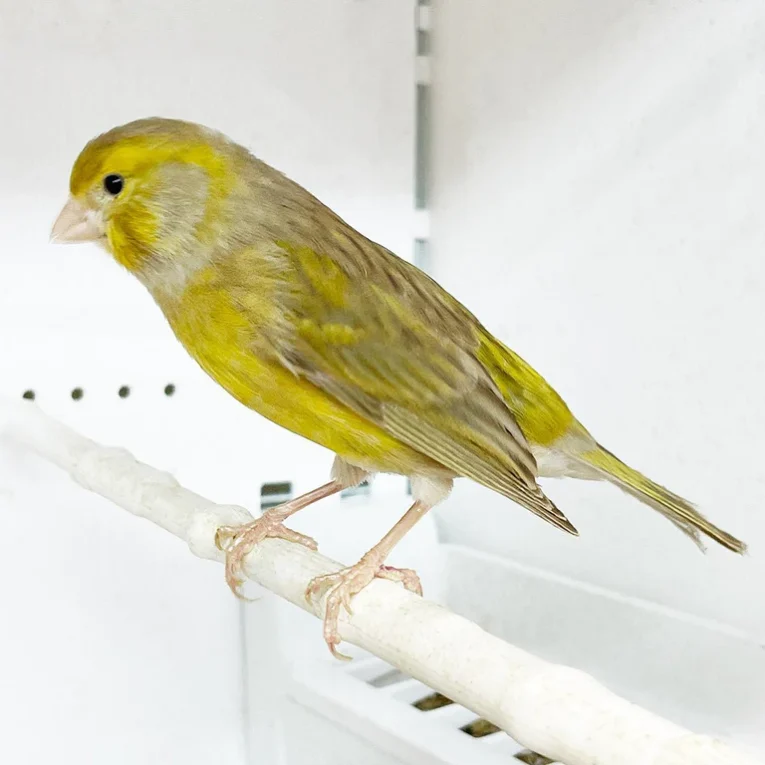 canary-yellow-agate-305241_768x768.webp