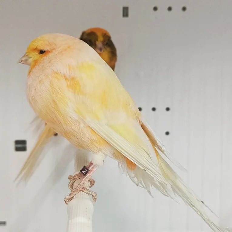 canary-yorkshire-126860_768x768.webp