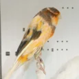 canary-yorkshire-766919_768x768.webp