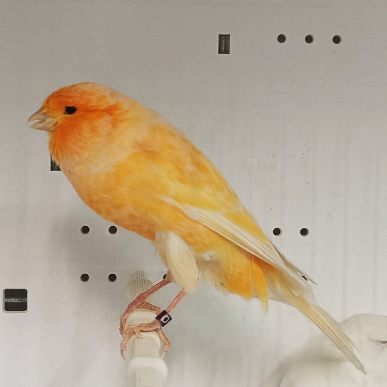 canary-yorkshire-890276_768x768.jpg