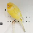 canary-yorkshire-926674_768x768.webp
