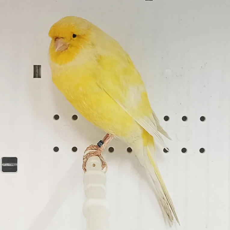 canary-yorkshire-926674_768x768.webp