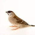 cherry-finch-plum-head-321145_275x183.jpg