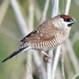 cherry-finch-plum-head-514028_834x834.jpg.webp