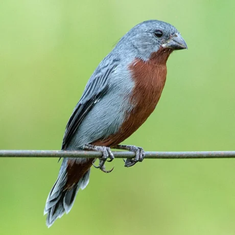 Chestnut-Bellied Seedeater