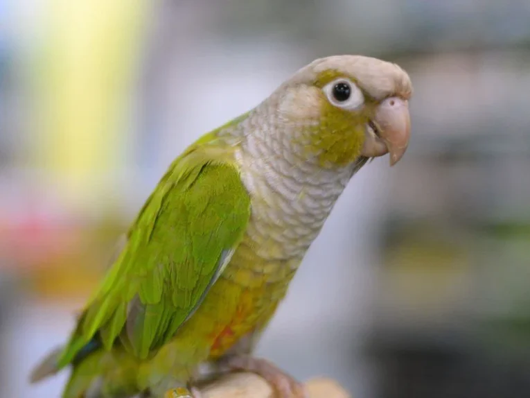 cinnamon-green-cheeked-conure-handfed-311133_799x599.jpg.webp