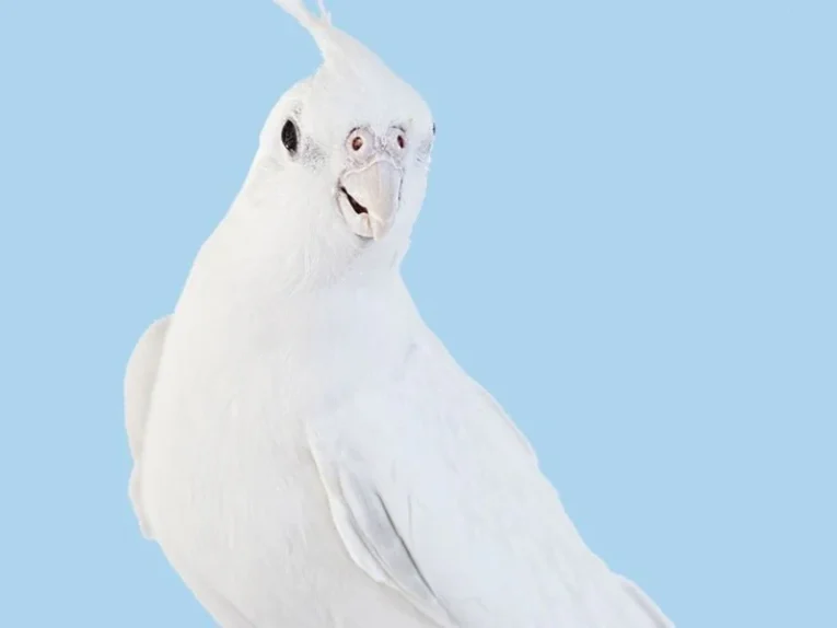 White Albino Cockatiel for sale with bright white feathers