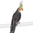 cockatiel-grey-white-face-431561_266x190.jpg