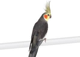 Cockatiel Grey White Face