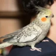 cockatiel-pearl-401262_834x834.jpg.webp