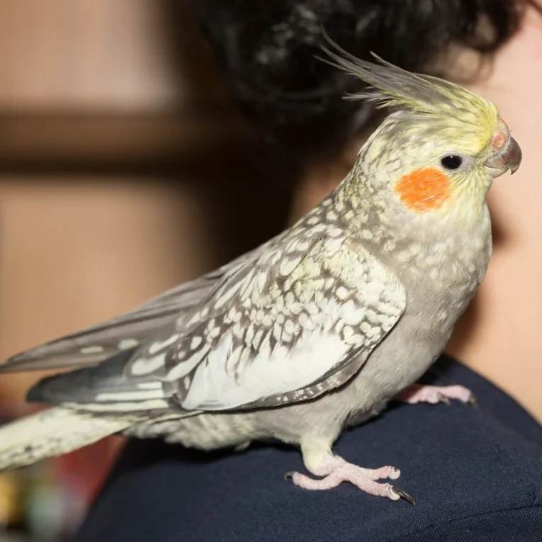 cockatiel-pearl-401262_834x834.jpg.webp