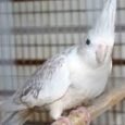 White Face Pearl Cockatiel for sale with pearl-patterned feathers