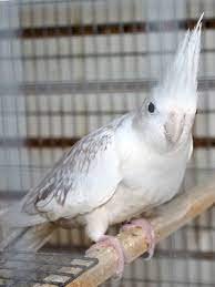 Cockatiel White Face Pearl