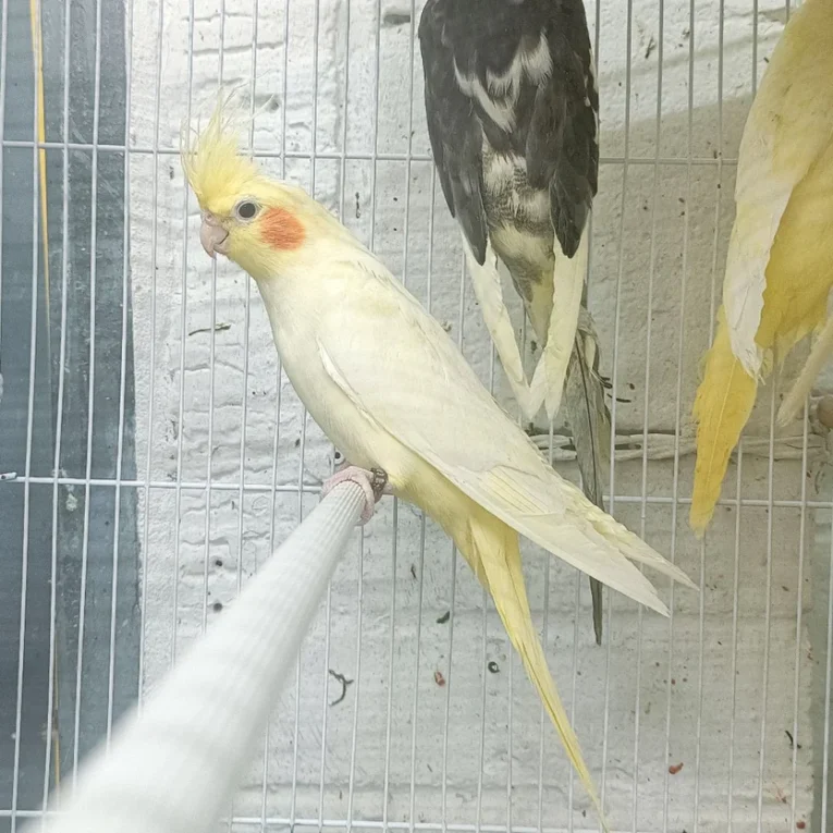 cockatiel-yellow-168676_834x834.jpg.webp