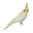 cockatiel-yellow-798191_350x350.jpg.webp