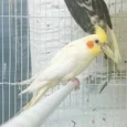 cockatiel-yellow-934634_834x834.jpg.webp