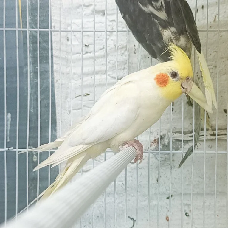 cockatiel-yellow-934634_834x834.jpg.webp