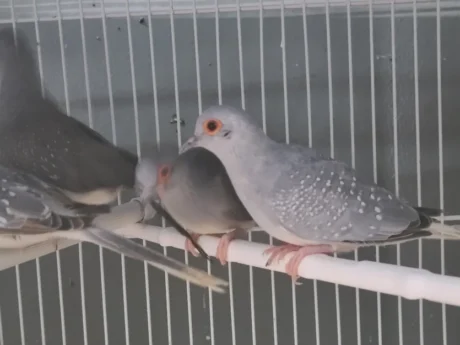 Diamond Dove
