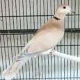 doves-brown-690379_834x834.jpg.webp