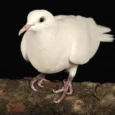 doves-white-849726_834x834.jpg.webp