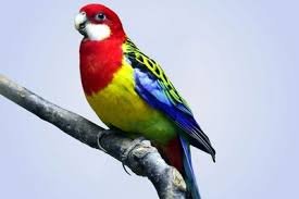 Rosella Eastern Golden Mantle Fiery Red