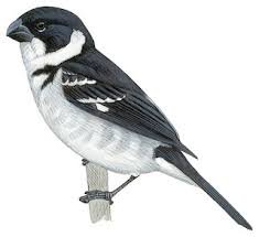 Wing-barred Seedeater