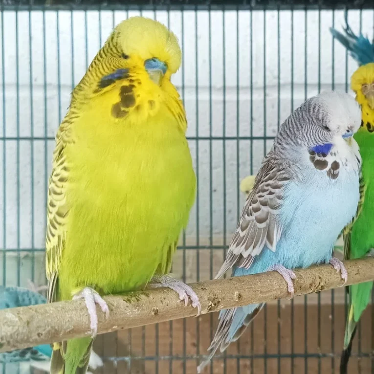 english-budgie-439153_836x836.jpg.webp