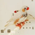 english-zebra-finch-319953_824x824.jpg.webp