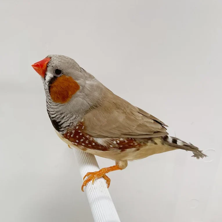 english-zebra-finch-331454_824x824.jpg.webp