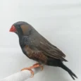 english-zebra-finch-603320_824x824.jpg.webp
