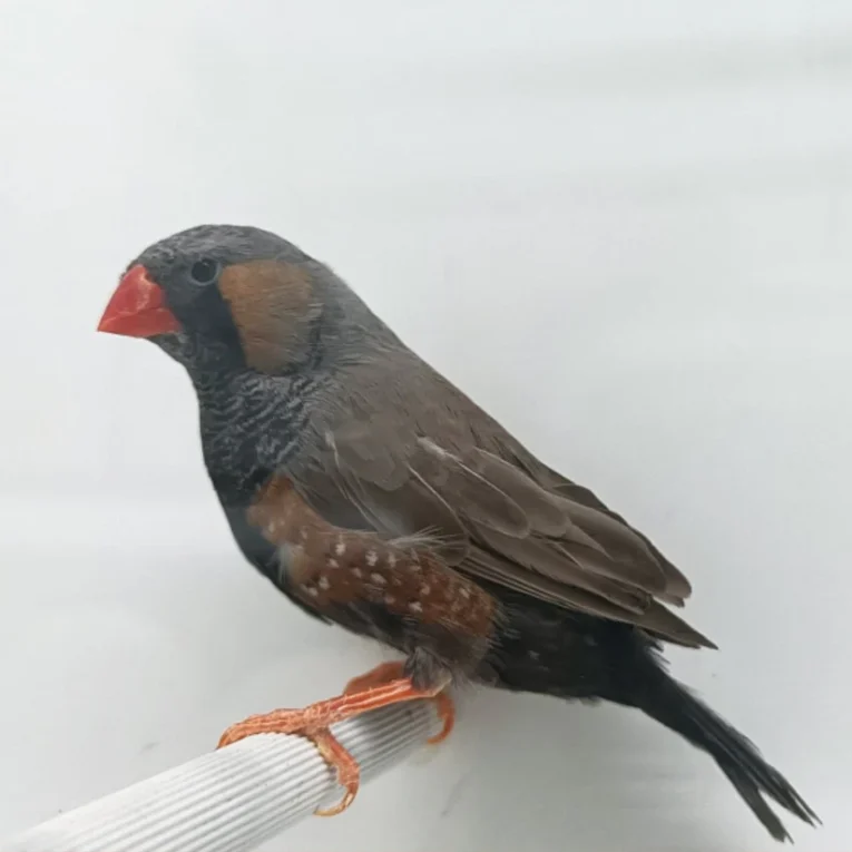 english-zebra-finch-603320_824x824.jpg.webp