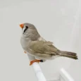 english-zebra-finch-714200_824x824.jpg.webp