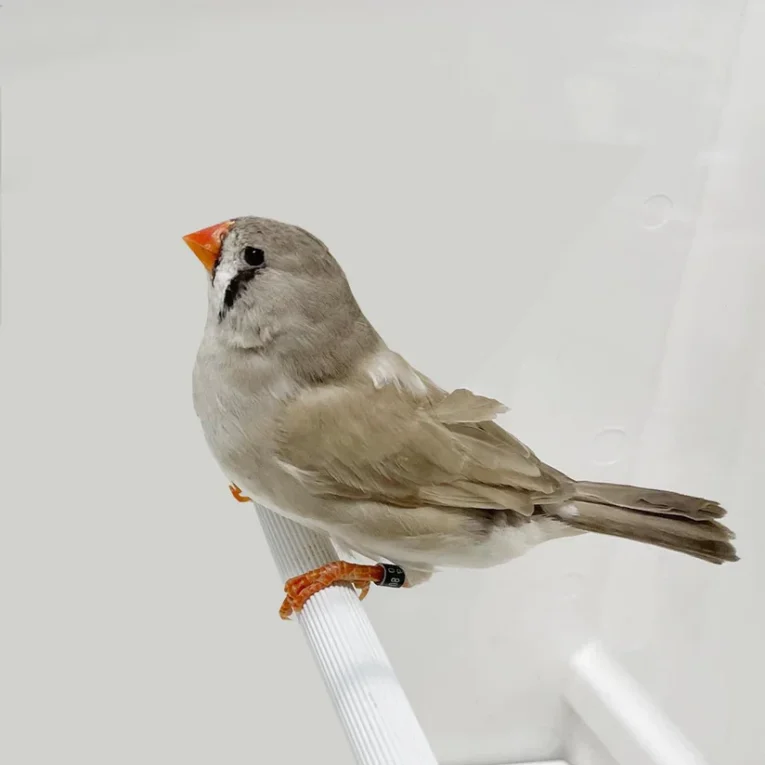 english-zebra-finch-714200_824x824.jpg.webp