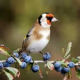 european-goldfinch-183384_824x824.jpg-1.webp