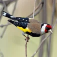 european-goldfinch-432832_828x828.jpg.webp