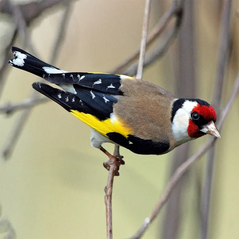 european-goldfinch-432832_828x828.jpg.webp