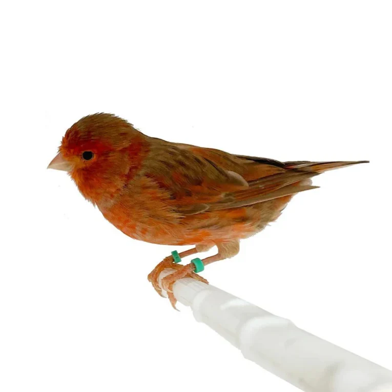 Canary Red Brown Mosaic for sale with red-brown mosaic plumage