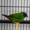 finch-blue-faced-parrot-269865_828x607.jpg.webp