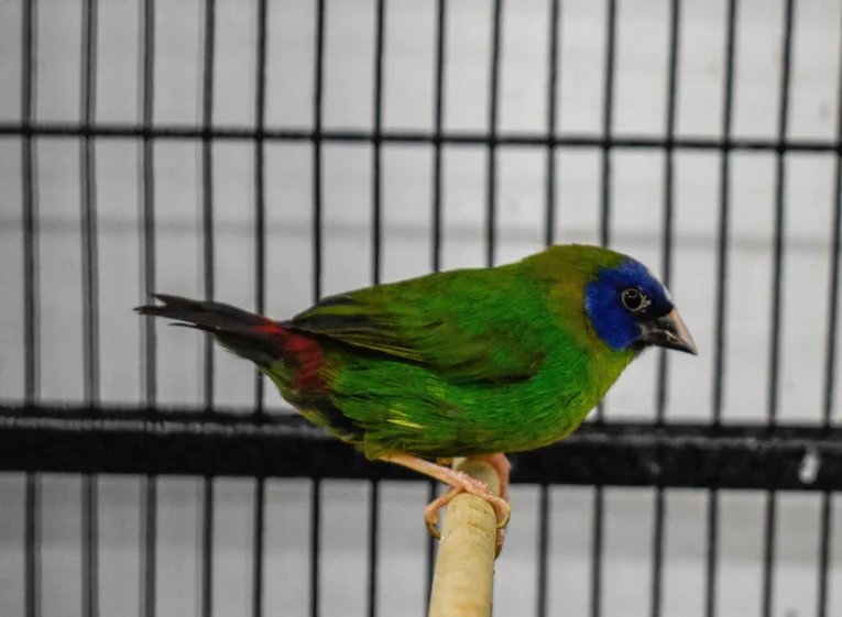 finch-blue-faced-parrot-269865_828x607.jpg.webp