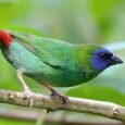 finch-blue-faced-parrot-296961_600x600.jpg