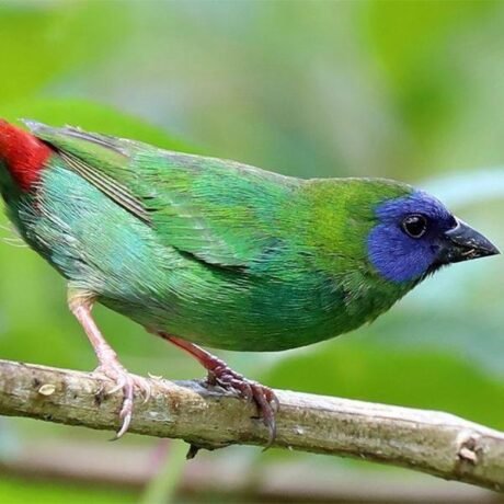 Parrot Finch Blue Faced