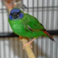 finch-blue-faced-parrot-422501_828x705.jpg.webp